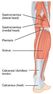 Animal Tissues: An Introduction 3 Tendon of Achilles