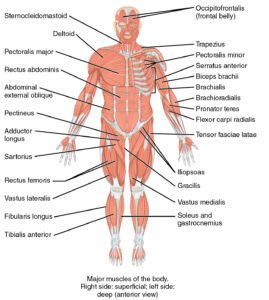 Animal Tissues: An Introduction 7 मानव शरीर की कंकालीय मांस पेशियां (इन्हें ऐच्छिक पेशियां भी कहा जाता है)