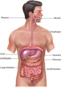 Animal Tissues: An Introduction 8 पाचन तंत्र की पेशियां अनैच्छिक पेशियां होती हैं