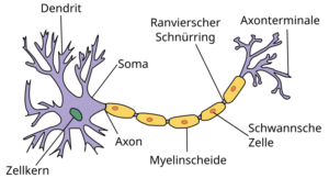 Animal Tissues: An Introduction 9 Neuron Cell - न्युरान