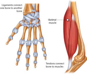 Animal Tissues: An Introduction 4 Ligament & Tendon