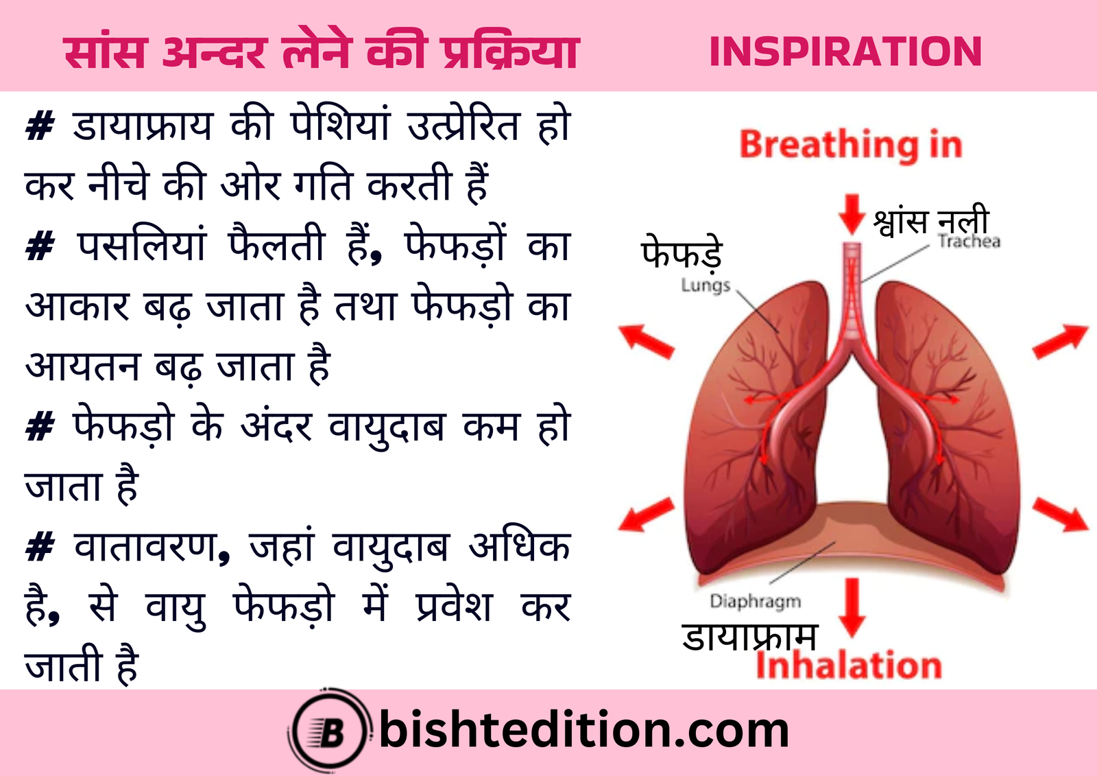 Mechanism of Inspiration (Breathing In)