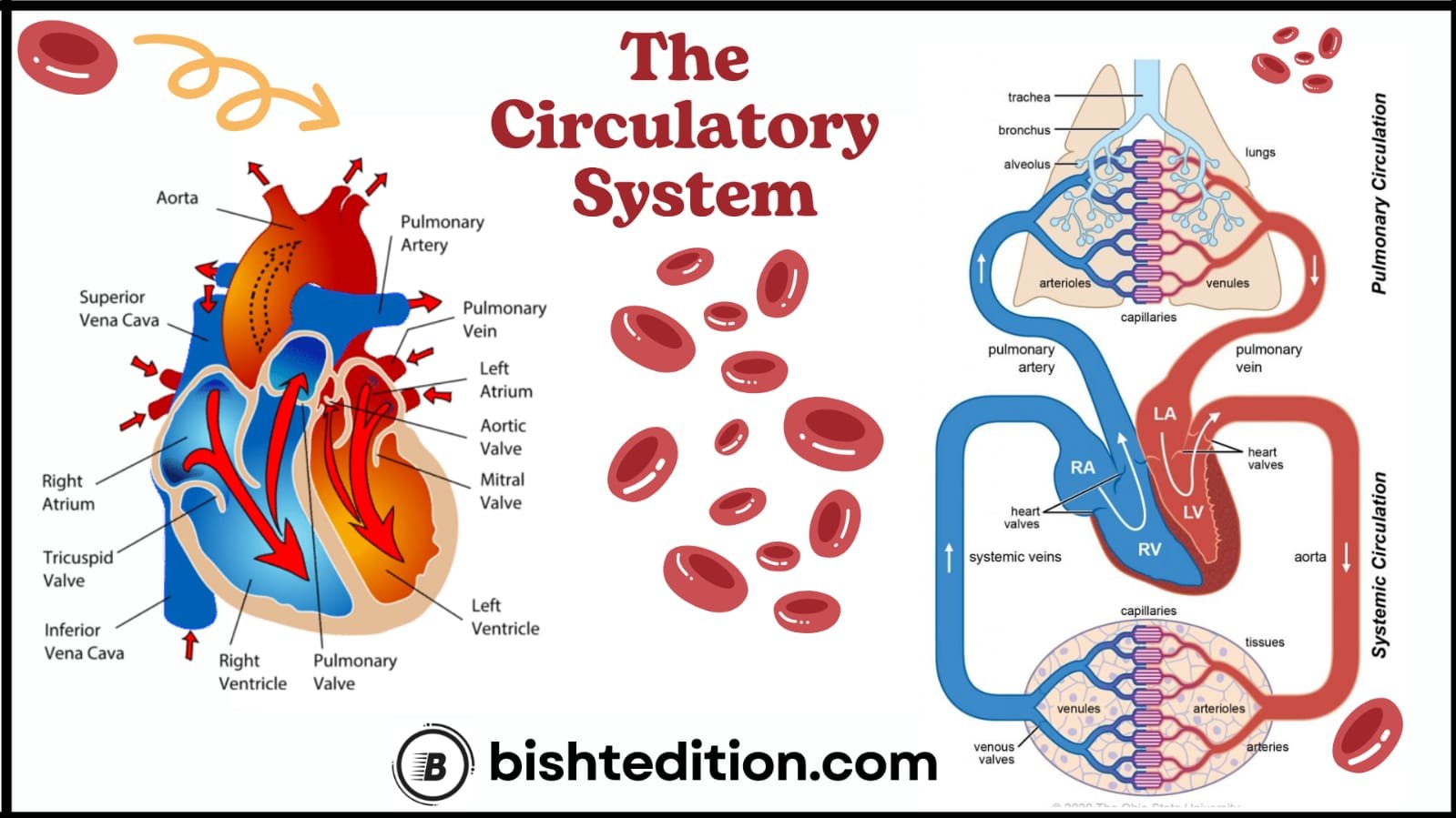 Circulatory System 1 Circulatory System