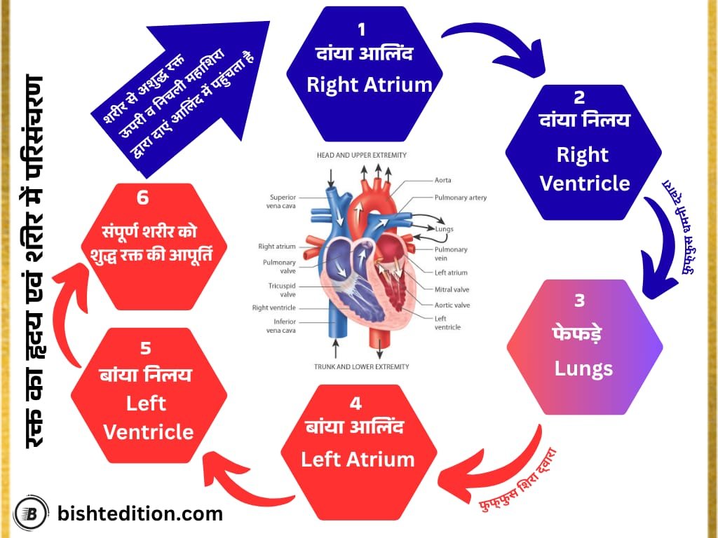 Circulatory System 3 How Blood travels through Heart & Body