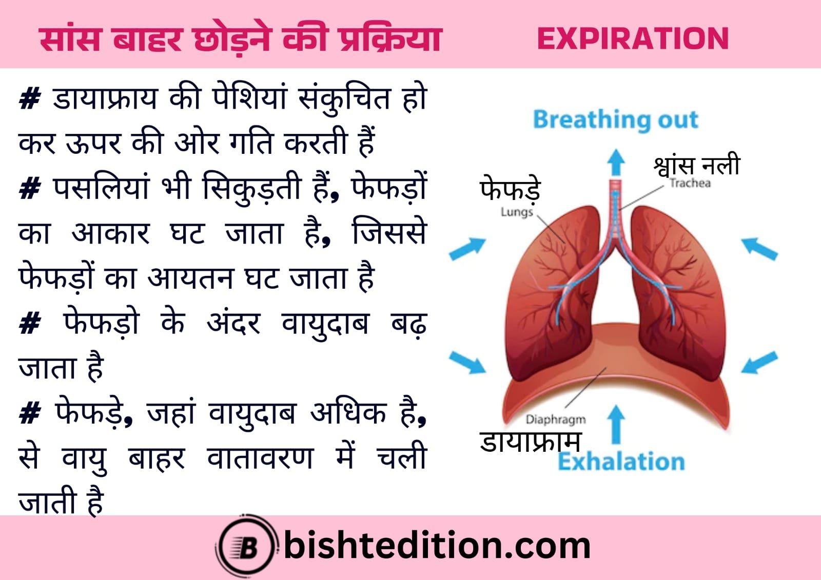 Mechanism of Expiration (Breathing Out)