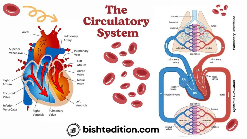 The Circulatory System