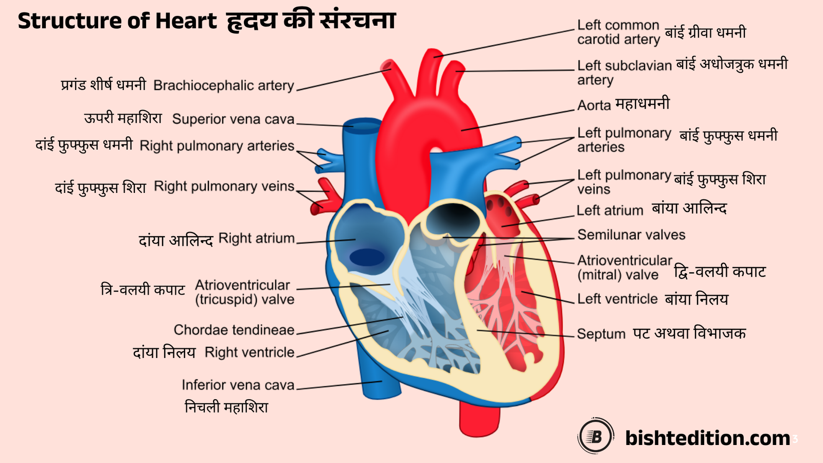 Circulatory System 2 Structure of Heart