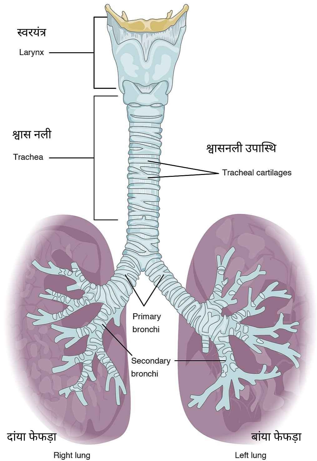 Trachea - श्वास नली