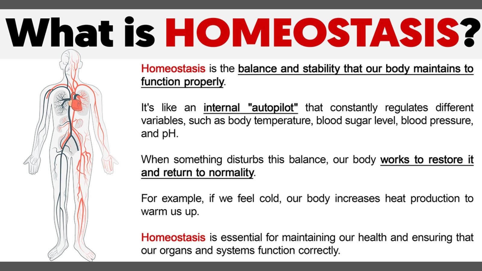 Sports Ttraining, Load And Periodization 3 Homeostasis